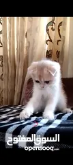  1 ذكر جولدن cy12من عائله مسجله ومستورده