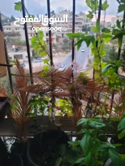  2 شقه للبيع او البدل على بيت مستقل