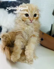  2 عرض بيع قطط متنوعة
