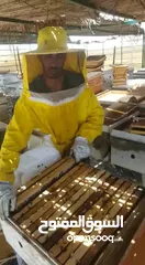  31 مناحل بروق الجزيرة لبيع العسل العماني مقابل وكاله تويوتا البريمي على الشارع العام