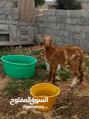  3 جدي للبيع عمره حوالي 5اشهر