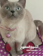  1 قطه و قط كتن كتنز بيبي القطه همالايا و صغيره شيرازي ابيض  و  سكوتش مع 7 اولاد و قنفذ و سلحفاه و بطه
