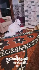  3 سموايد بيور