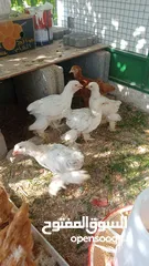  4 دجاج و صيصان البراهما العملاق