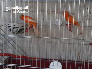  6 3جواز كنارات للبيع جواهز