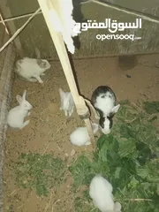  2 أرانب بلدي