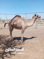  1 بكره حواره للبيع