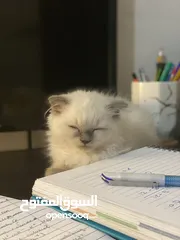  4 قطط سكوتش فولد + ستريت من اب وام مسجلين (بيوور)