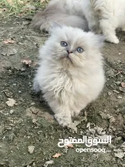  8 قطط 4 للبيع