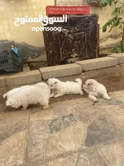  5 جراوه فرنسي للبيع