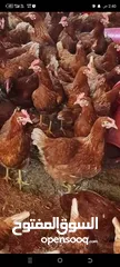  1 دجاج احمر بياض للبيع اقره الوصف