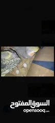  1 جوز كوكتيل و3جوز حب جوز تحتو فراخ وحبة لحالها كامل 70 من الاخر سعر منتهي