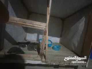  10 قفص مستعمل يدوي متر ونصف في 80 سم.................................................................