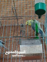  2 طيور حب للبيع سعر 20 دينار مع قفص
