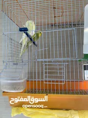  4 جوز طير حب جاهزين للتزاوج والانثي نادر مع القفص والاكل