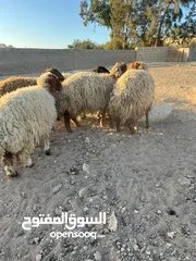  12 7 قراقير اوزان من 55 ل 65