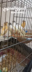  1 عصافير مقنبرات