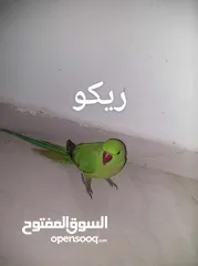  17 ببغاء درارة  هندي كوكو عمر سنة وريكو عمر سنة ونص اليف ولعوب ومدرب وصحتو جيدة جدا ومرح بلعب بالبيت .
