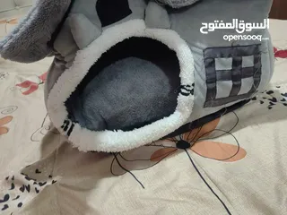  4 سكوتش فولد لونج هير للبيع ..........