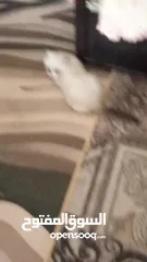 14 قط سكوتش فولد للبيع