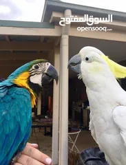  4 ببغاء كوكاتو فصيلت سلفركريستد