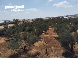  6 مزرعة للبيع ام العمد