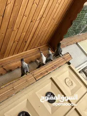  4 أربع حبات افحول للبيع مستوى جميل