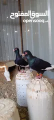  3 جوز حمام مسويد شغال مكفول