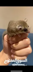  1 سنجاب صغير أليف micro squirrel