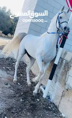  2 خيل فحل للبيع