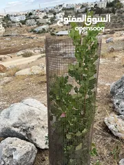  3 قطعة أرض للبيع في ديرقديس