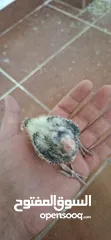  7 فــــــراخ روز وفــــــراخ كوكتيـــل للـــزق اليــــدوي