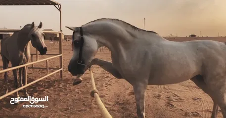  4 حصان مصري بيور