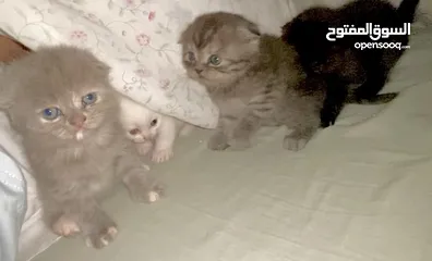  6 Scottish fold