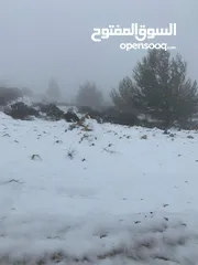  4 فرصة استثمارية! أرض زراعية مميزة بسعر مغري و بالقرب من أحراش الدولة للمزيد من المعلومات اقرأ الوصف