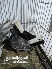  2 جوز حمام قلاب لوت نخب للبيع
