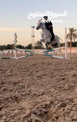  8 خيل  عربي