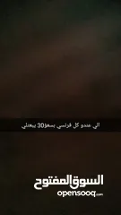  1 الي عند كلب فرنسي بسعر30 يتوالصل معي