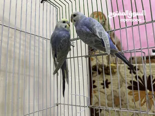  3 طيور حب بادجي رينبوات