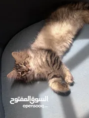  1 للبيع قط شيرازي cat for sale