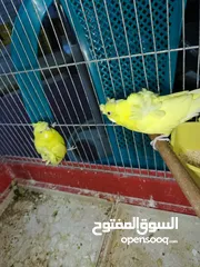  12 جوز حب هوجو رومو لاتينو  وردات فل شغال للبيع او للبدل علا جوز كنار .. اقرأ الوصف .. للبيع بدون قفص