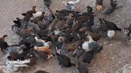  5 صيصان جاج بلدي