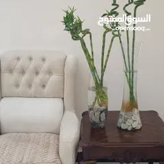  2 عصا موسى مع قاروره وحجر وقطرة نمو