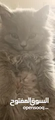  3 بس ذكر مكس شيرازي وا اسكتش فولد