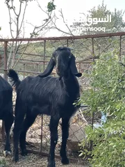  4 ما شاء الله صخله للبيع عمرها خمس شهور ونص الرقم ال محطوط فقط واتس