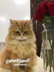 1 قطة بيت للبيع بسعر جميل قوي في صنعاء