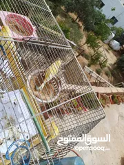  28 عصافير كنار للبيع جواز جاهزه في  اشي مع بيض واشي مش مع بيض وفي فراخ صغار جواز