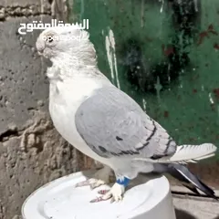  5 جوزين سنتونايت نخب