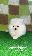  1 pomeranian pappy 3 months old