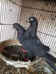  3 ازواج حال حال البيع كل زوج واحد ب 6 شي ب 5